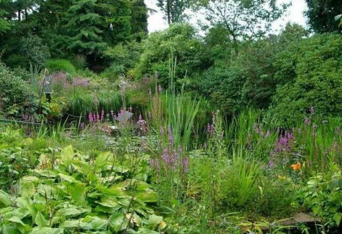 Jardín en un estilo natural: el rejuvenecimiento parcela jardín - jardineros Tips