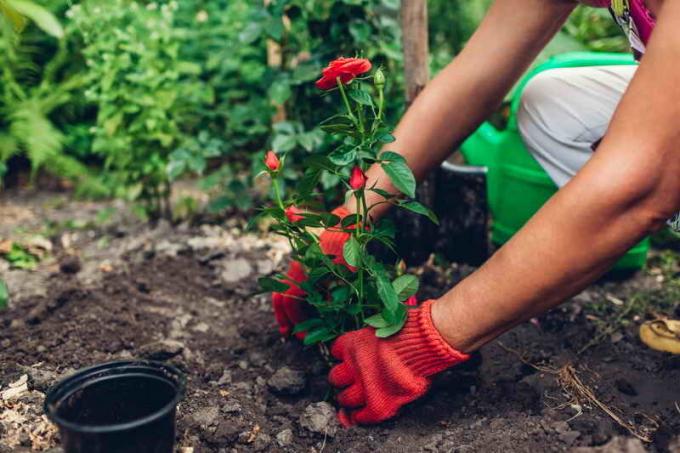 Cómo plantar rosas para principiantes