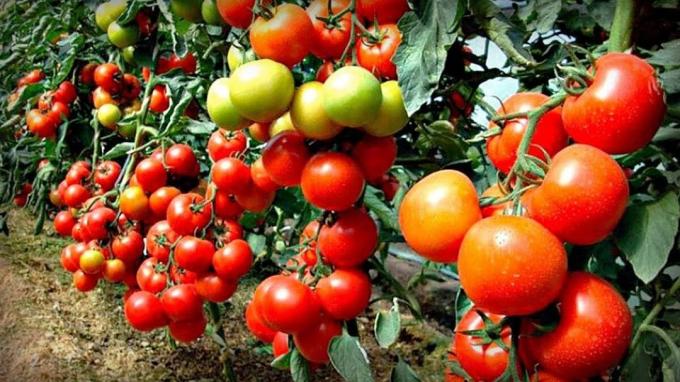 El método de la abuela de edad sin la química, lo que ha contribuido a aumentar el número de ovarios en los tomates