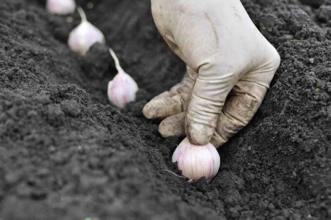 Consejos probada para el cultivo de ajo