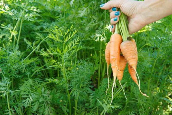 Secretos de la atención para las zanahorias