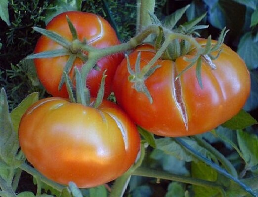 2 de error cuando se cultiva tomates, debido a lo cual los frutos están empezando a agrietarse
