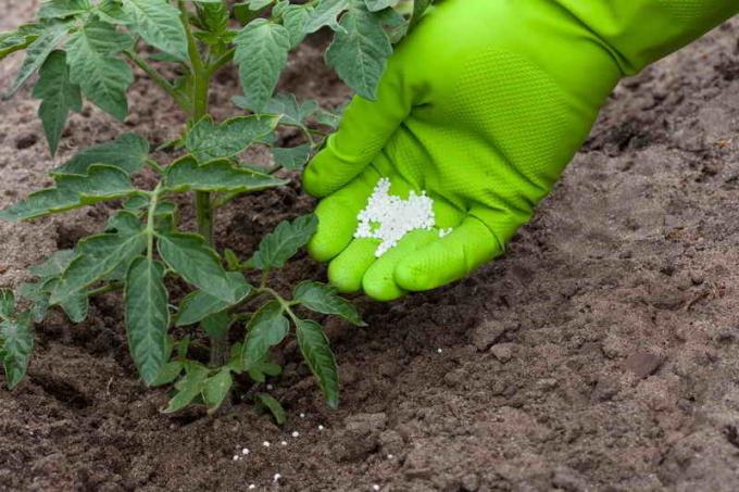 La fertilización de los tomates. Ilustración para un artículo se utiliza para una licencia estándar © ofazende.ru