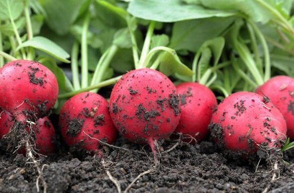 ¿Cómo hacer crecer los rábanos en el jardín y tener una buena cosecha