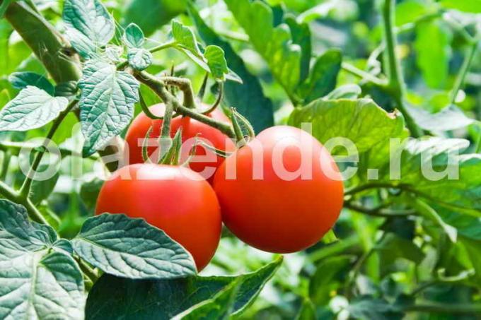 Los tomates en conserva. Ilustración para un artículo se utiliza para una licencia estándar © ofazende.ru