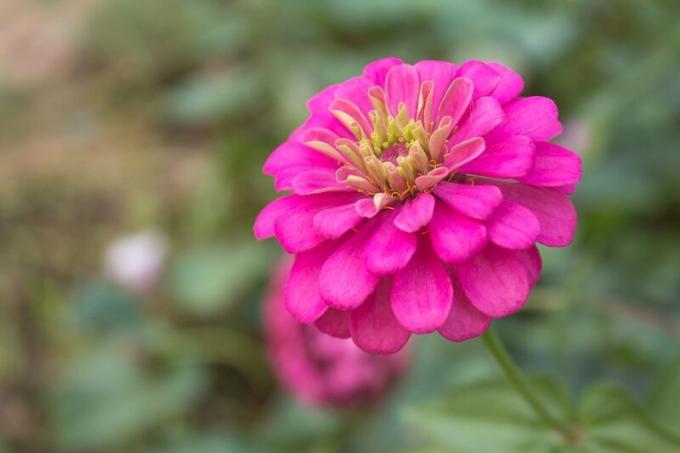 Crecemos zinias: cinco razones para la popularidad de las flores