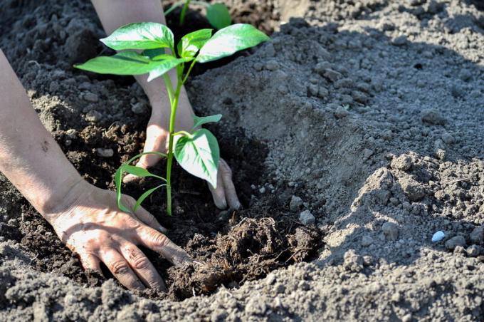 Cómo rápidamente limpio y blanquea las manos después de jardín