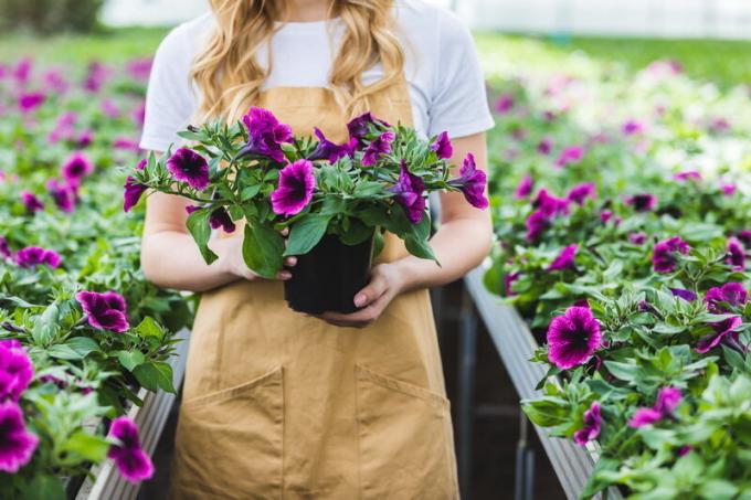 Cómo pizca petunia que floreció precioso?