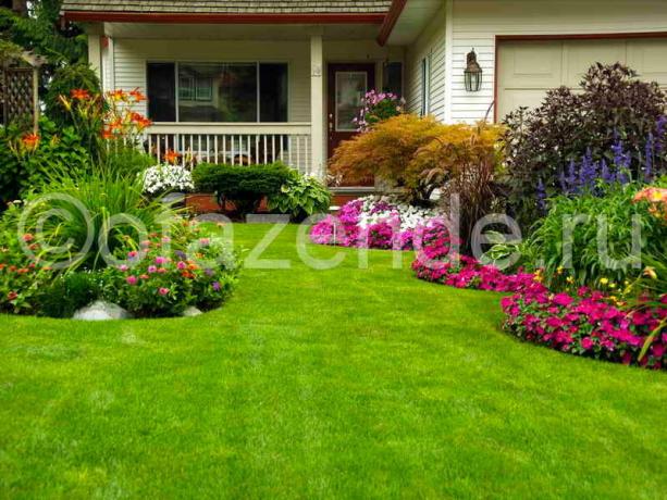 Blooming césped en frente de la casa con sus propias manos: Consejos para los jardineros