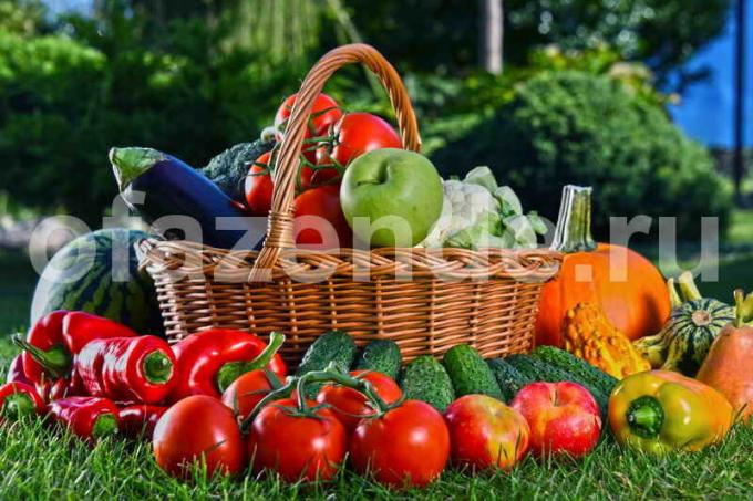 La cosecha de verduras. Ilustración para un artículo se utiliza para una licencia estándar © ofazende.ru