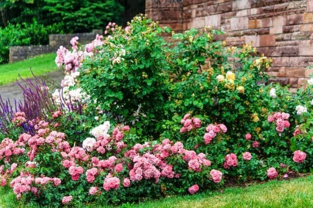 Cómo crear un macizo de flores de rosas con estilo - la selección de variedades, las normas de cuidado