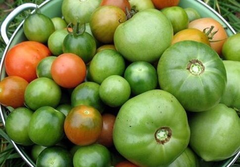 Como ya he Preservar los tomates verdes para el invierno. Una deliciosa receta