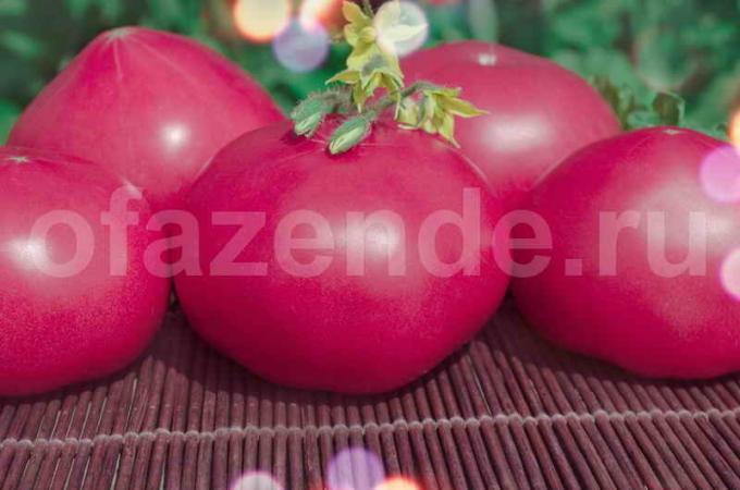 los tomates de color rosa de la vendimia. Ilustración para un artículo se utiliza para una licencia estándar © ofazende.ru