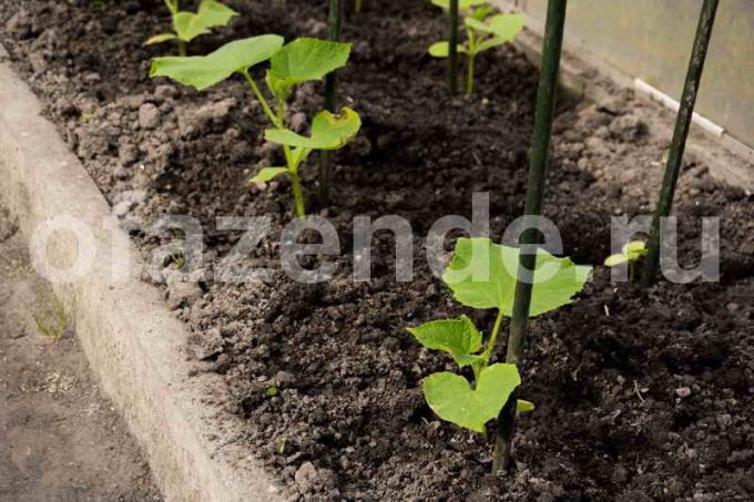 Pepinos: fuertes raíces - una gran cosecha