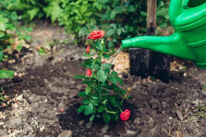El cuidado de las plantas de semillero de rosas. Ilustración para un artículo se utiliza para una licencia estándar © ofazende.ru