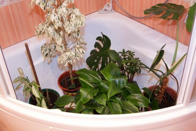 Duchas de agua caliente para las plantas de interior: revela los secretos