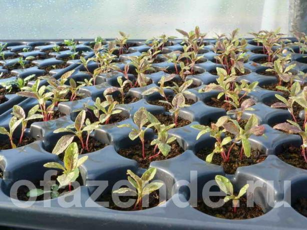 Creciente de las semillas de plantas anuales con sus manos (Foto usada bajo la licencia estándar © ofazende.ru)