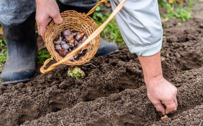 ¿Qué y cómo manejar adecuadamente el ajo antes de la siembra para obtener una buena cosecha en la nueva temporada