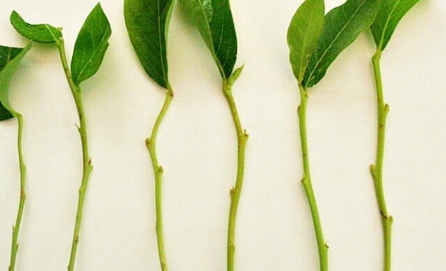 La experiencia personal: la forma de propagación de plantas esquejes verde trudnoukorenyaemye