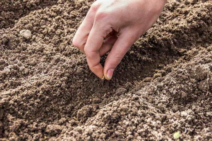 Cansado de zanahoria delgada? Una manera eficaz de zanahorias plantación!