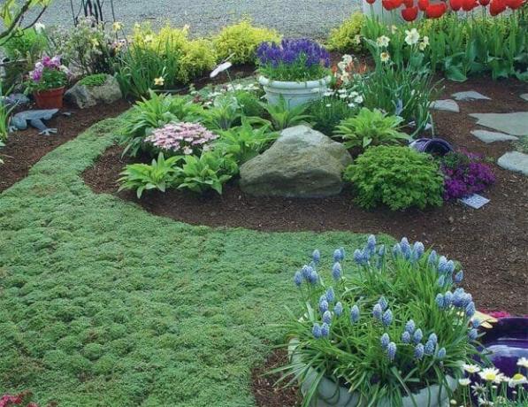 Una alfombra de plantas tapizantes: Florecimiento de césped alternativa - jardineros Tips