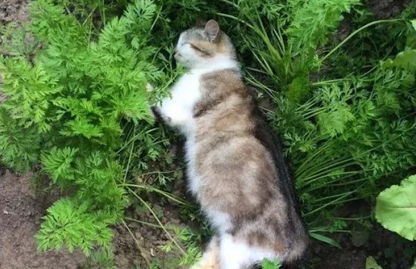 Cómo desalentar a los gatos de camas vecinos sin "problemas"