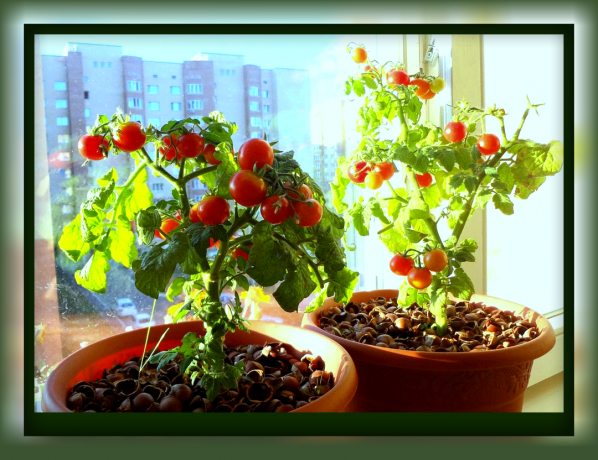 Cómo cultivar tomates en una maceta que puede darse un festín de sabrosos tomates directamente desde el alféizar de la ventana