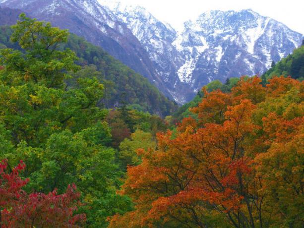 Sus bosques del pesar japonés.