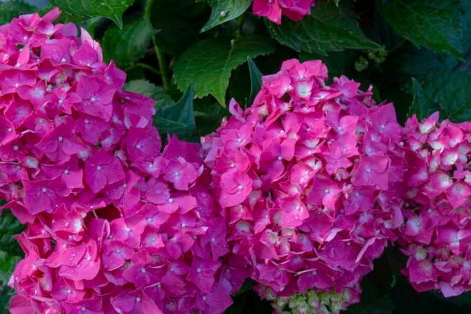 Hortensia - una planta maravillosa con unas preciosas flores
