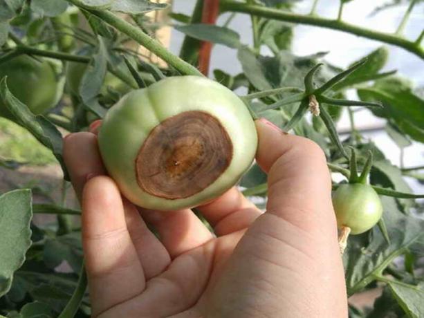 ¿Cómo prevenir la formación de huertos de pudrición apical del tomate