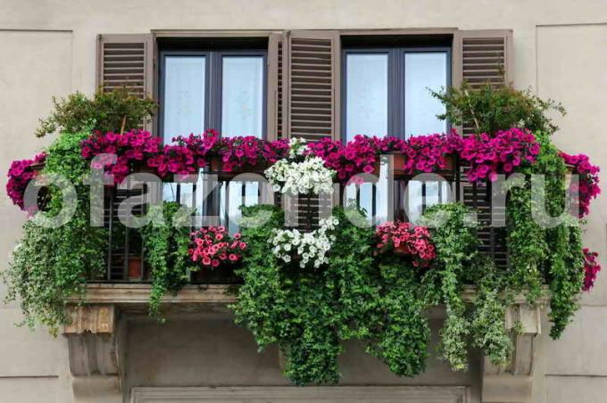 Jardín de flores en el balcón con las manos: Consejos para los jardineros