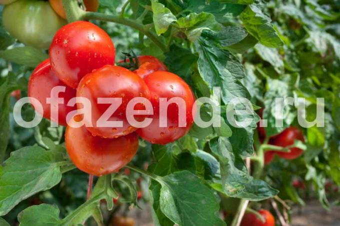 Las primeras variedades de tomates. Ilustración para un artículo se utiliza para una licencia estándar © ofazende.ru