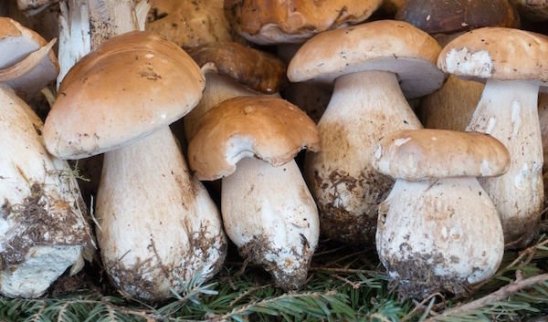 CEPS crecer en su área