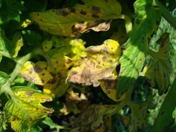 Amarillamiento de las hojas superiores - un signo de deficiencia de elementos. Ilustración para este artículo está tomado de fuentes públicas
