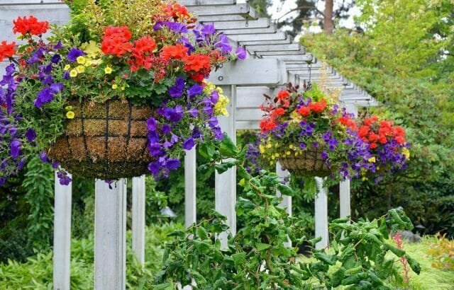 Jardín cestas colgantes: jardineros Tips