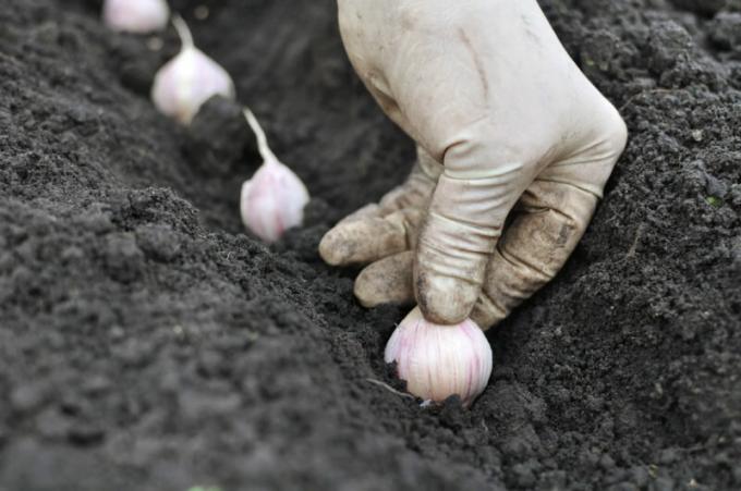 Jardineros necesitan conocer las reglas de la siembra de ajo antes del invierno. Ilustración para un artículo se utiliza para una licencia estándar © ofazende.ru