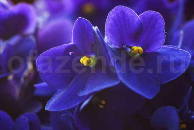 ¿Cómo asegurar las violetas florecen 10 meses al año