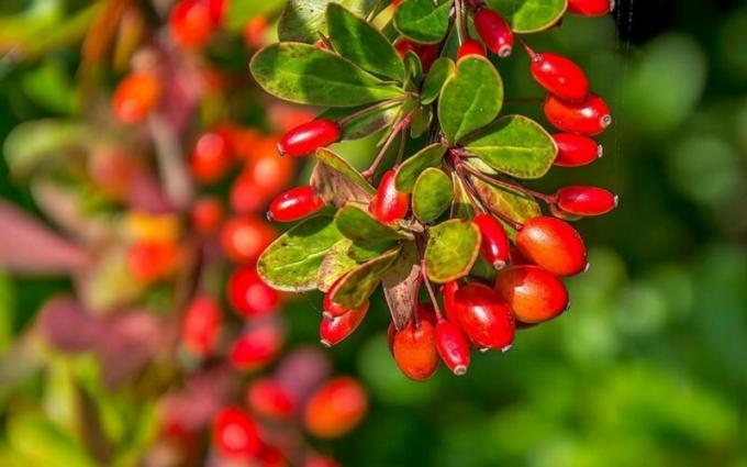 10 variedades de agracejo, que va a decorar su jardín