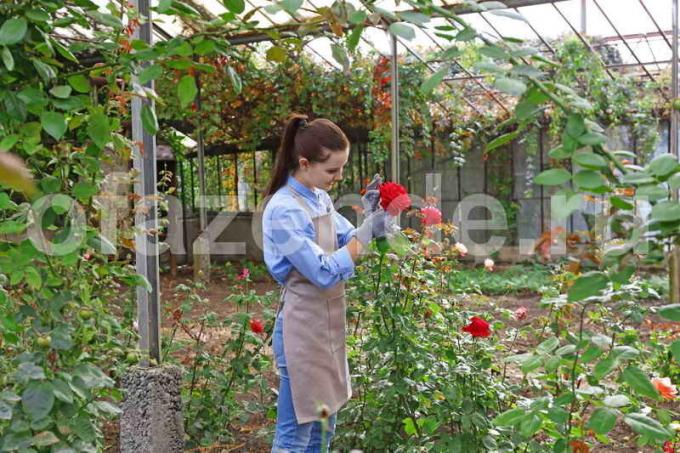 3 pasos básicos para el cuidado de rosas en verano