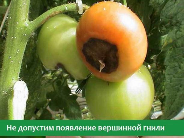 Flor de plaga en los tomates (Foto de fuentes abiertas de Internet)