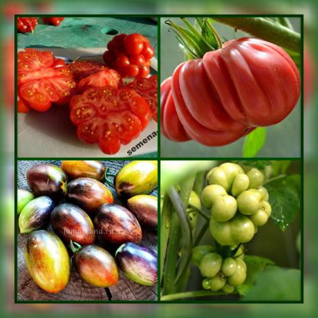 5 mayoría de las variedades de tomate inusual y deliciosa para su jardín