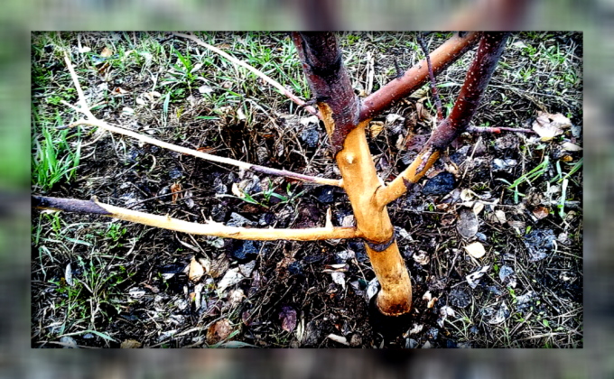Consejos jardinero experimentado: Cómo guardar y restaurar los árboles frutales dañados por los roedores