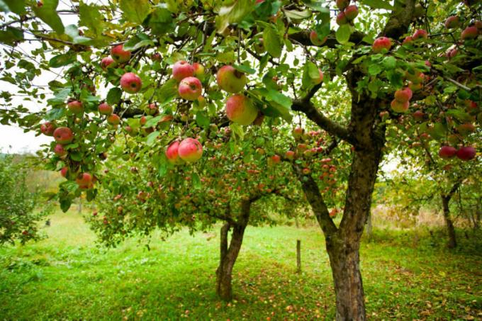 Muchos jardineros se enfrentan a un problema de este tipo, cuando las manzanas se pudren en la manzana. Ilustración para un artículo se utiliza para una licencia estándar © ofazende.ru