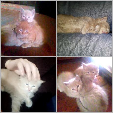 Nuestros gatitos setas. Melocotones y Apelsinka :)