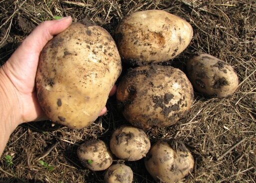 A medida que crezco patatas en su tierra, y siempre obtener una buena cosecha