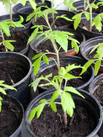 Las hojas amarillas de los tomates en un invernadero y campo abierto: ¿qué hacer?