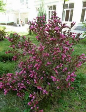 La poda de arbustos en flor hermosas: jardineros Tips