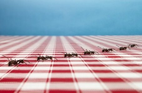 Senderos de hormigas