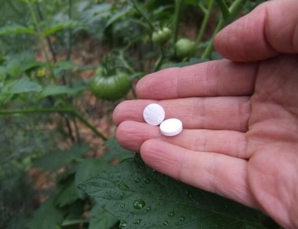 ¿Cómo aumentar la productividad de las plantas y tratar contra el oídio de usar aspirina
