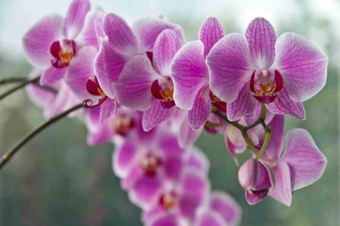 orquídeas en flor. Ilustración para un artículo se utiliza para una licencia estándar © ofazende.ru
